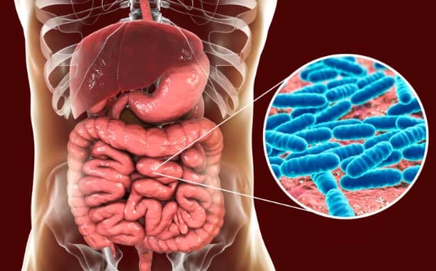 O que são os pré-bióticos e a sua importância na alimentação